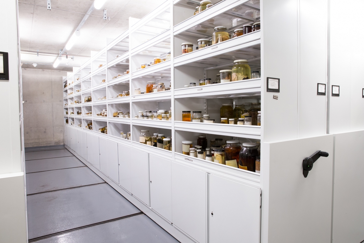 Specimen collections on mechanical assist mobile shelving system at California Academy of Sciences Building