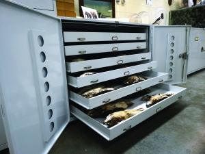 Ornithological Collection in Museum Cabinet Drawers at University of Wisconsin Zoological Museum_mr