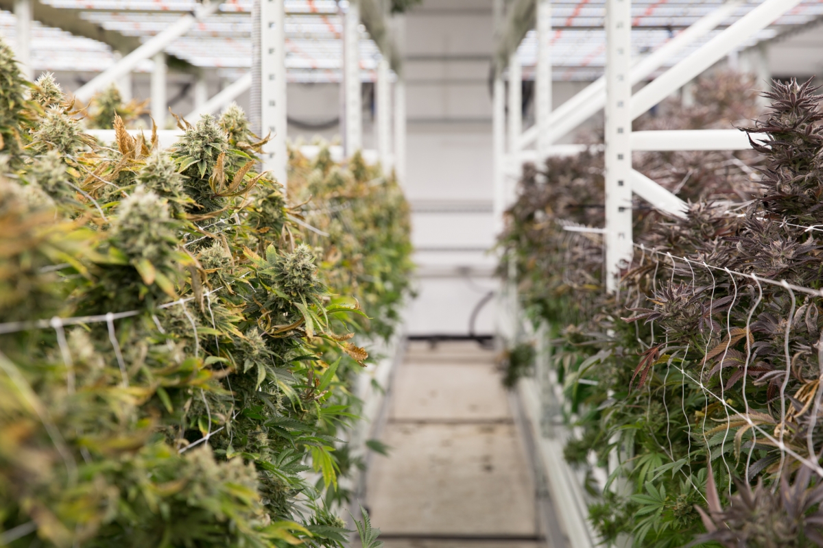 cannabis grow shelving
