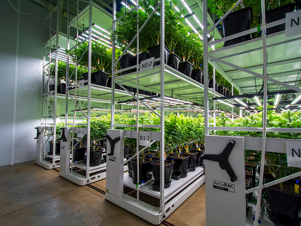 Lighting, cooling systems, and irrigation setup should be compatible with grow racks.