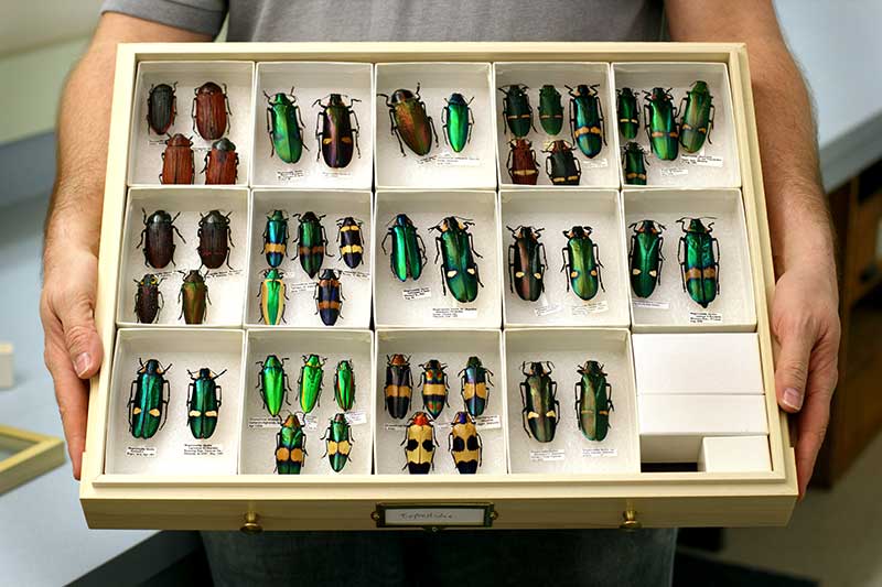 Entomology Cabinets